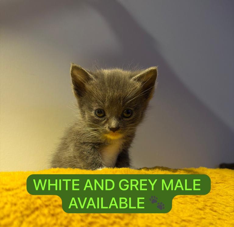RUSSIAN BLUE & BSH WHITE AND GREY MALE KITTEN