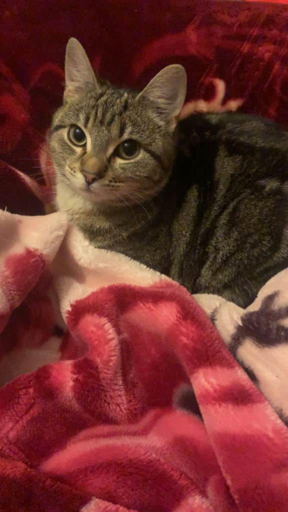 Mochi
