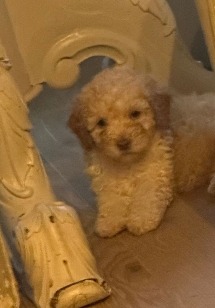 f1B Cockerpoo puppy’s 