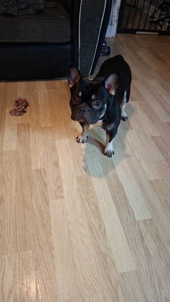 French bulldog 