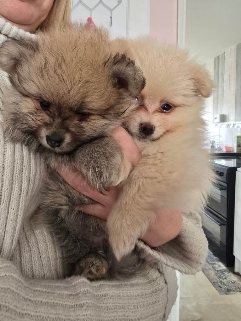 Last little girl looking for her forever home