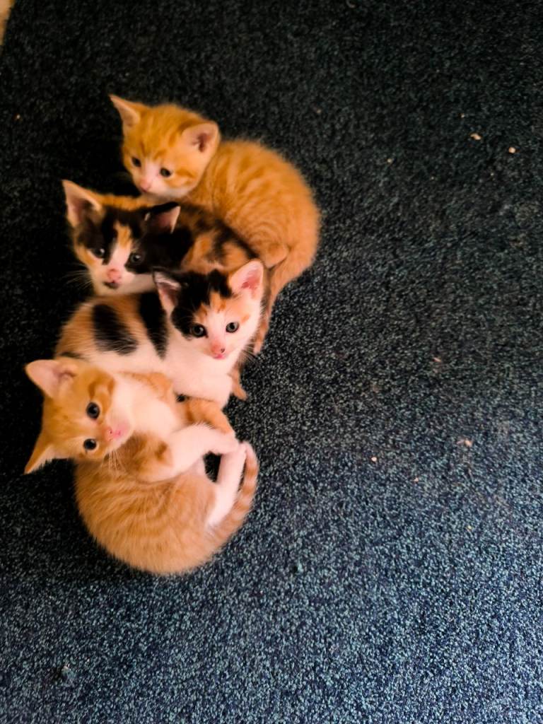 Ginger and calicos cats for sale new liter