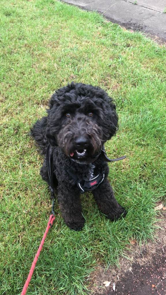Beautiful Cockapoo for Sale