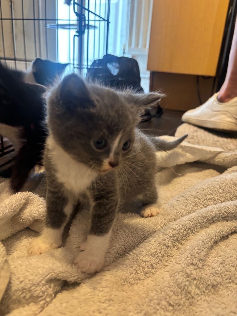 Beautiful Male and female kittens for sale ready to go