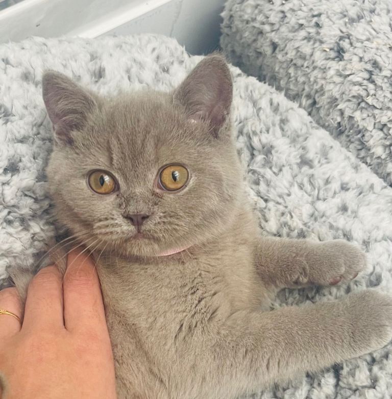 Stunning Female Lilac Kitten 10 Weeks Old!