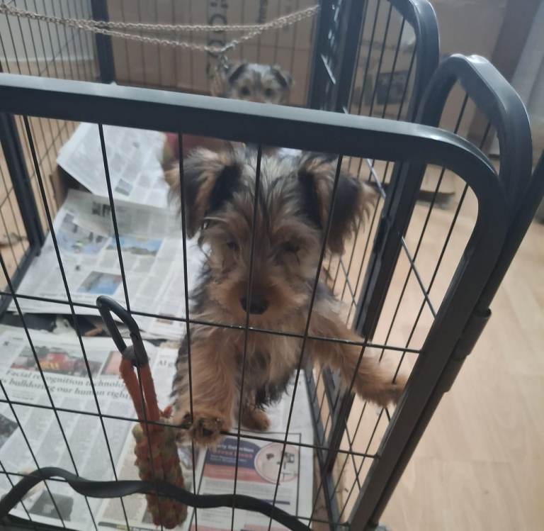 Yorkshire terrier puppies 