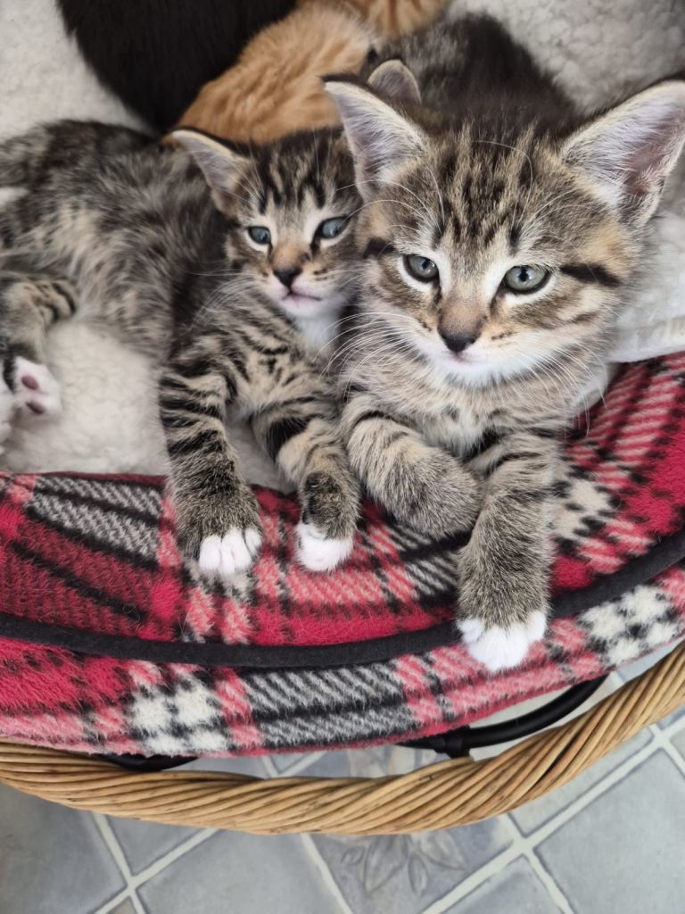 2 kittens available