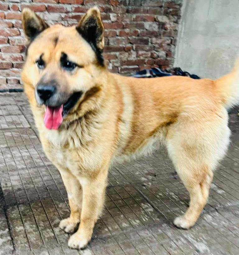 Mixed breed dog, male, castrated looks for his devoting family and a new home. 