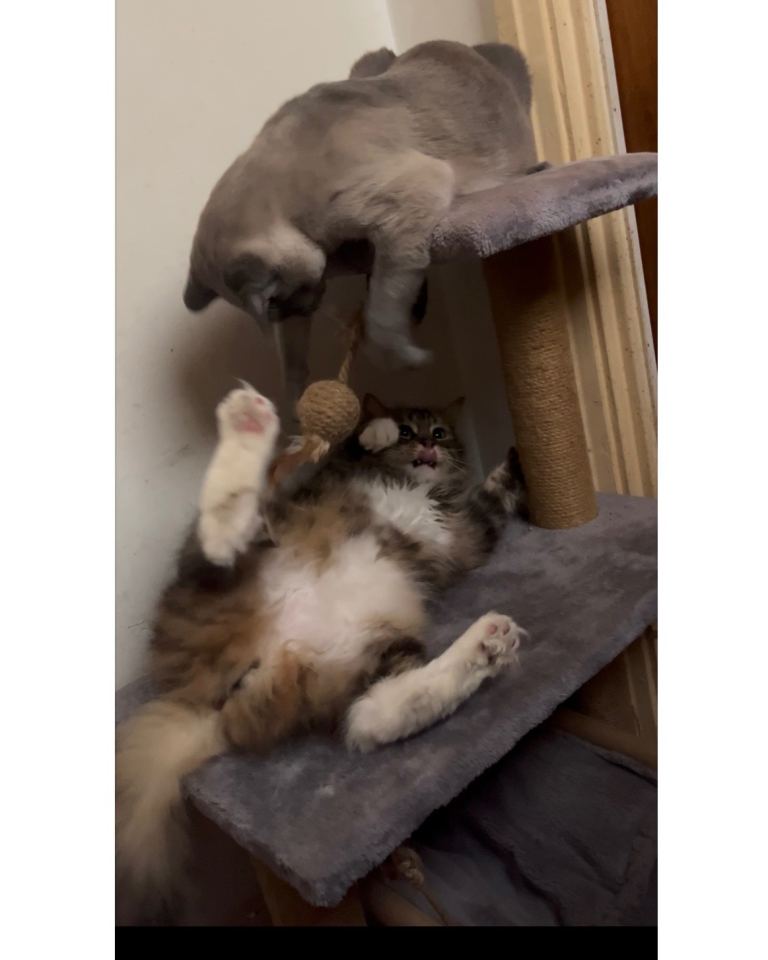 4 indoor cats to rehome 