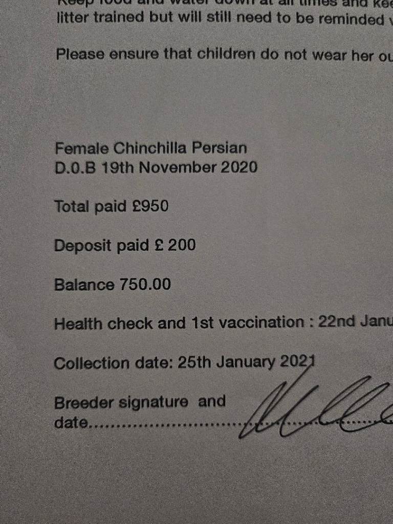 Persian cat for sale