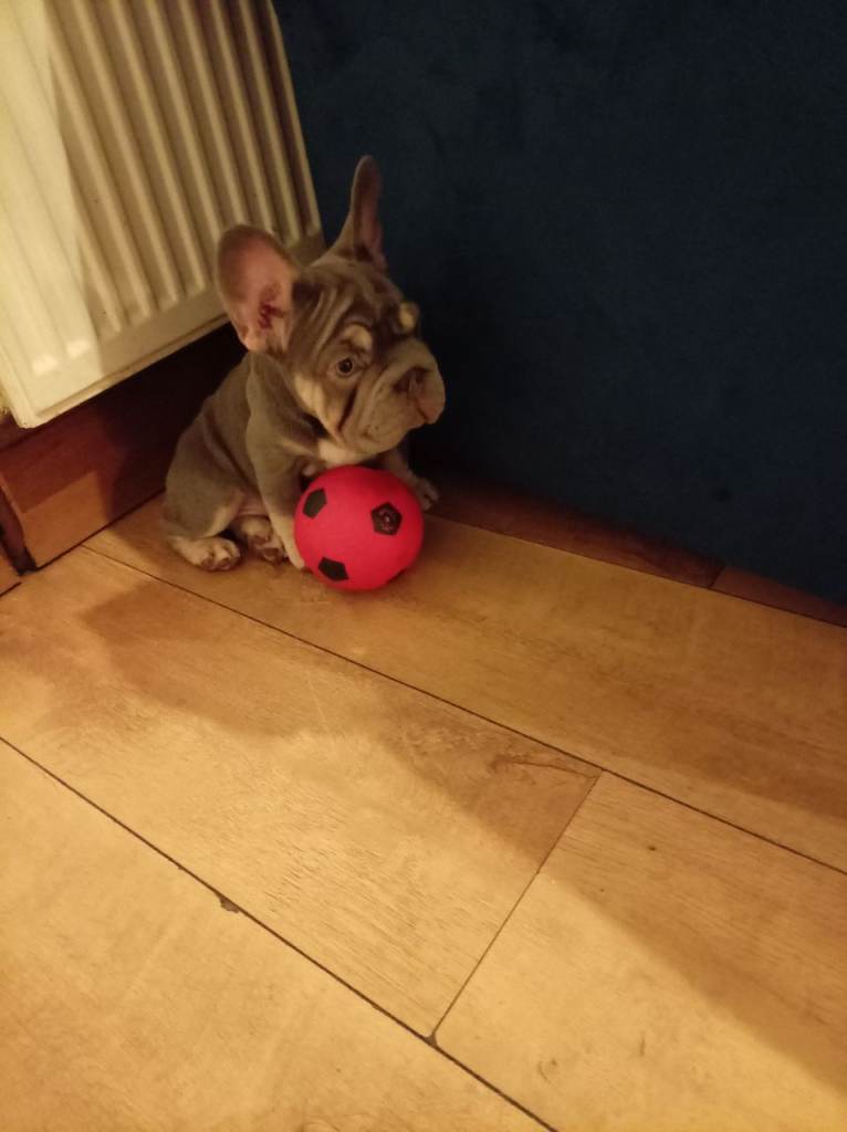 French Bulldog