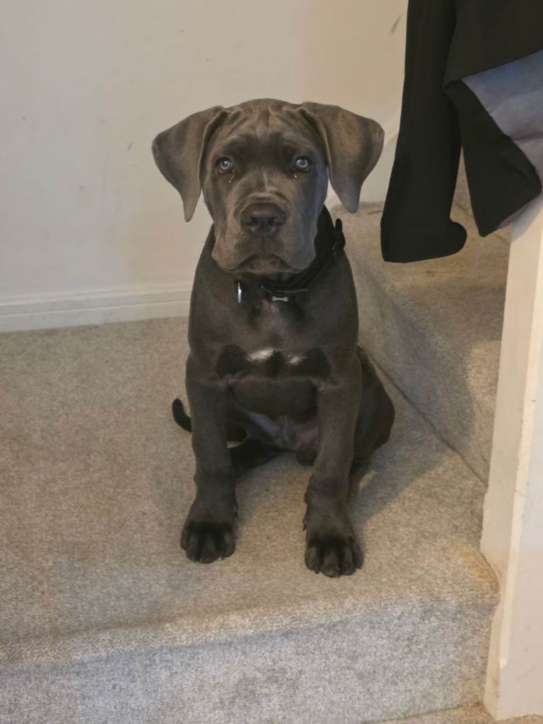 Male cane corso 