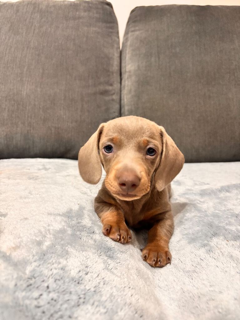 Gorgeous KC registered Isabella miniature dachshunds 