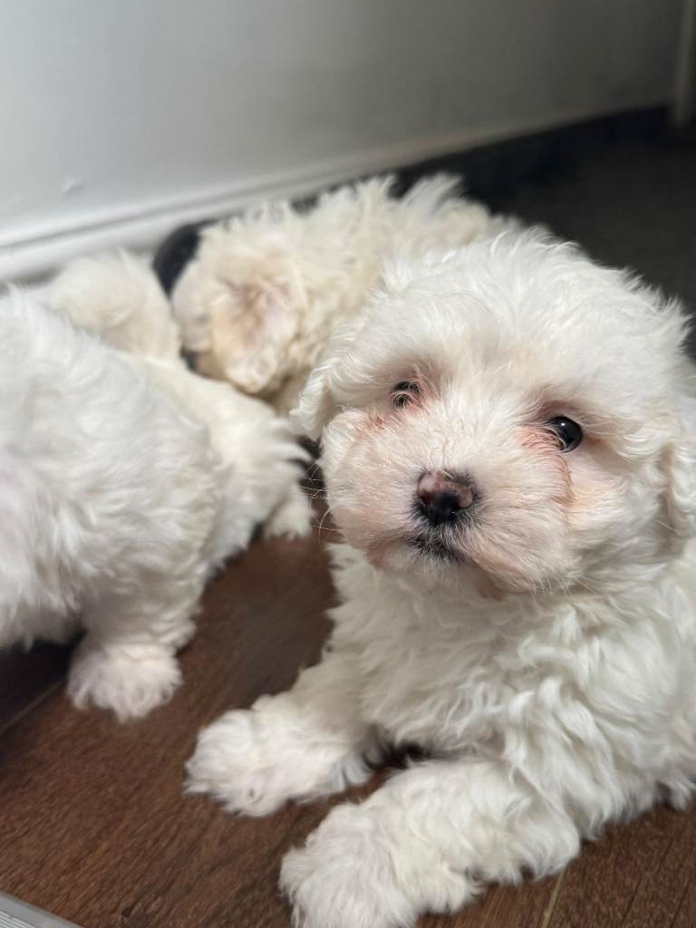 looking for a loving family