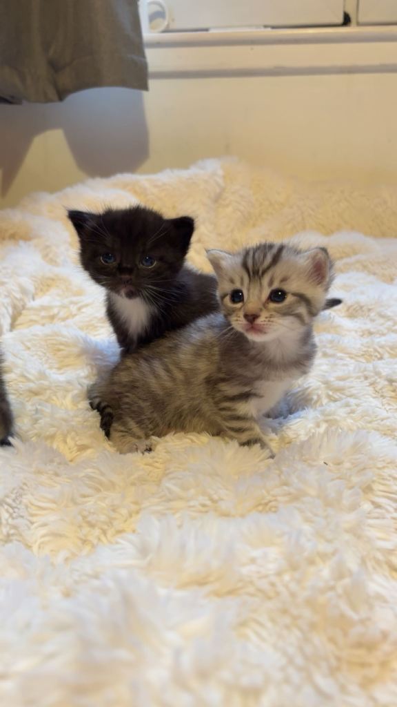 Tabby/Bengal kittens