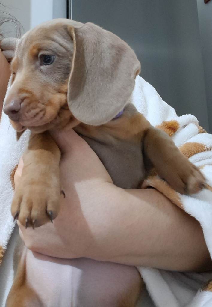 Beautifull mini dachshund