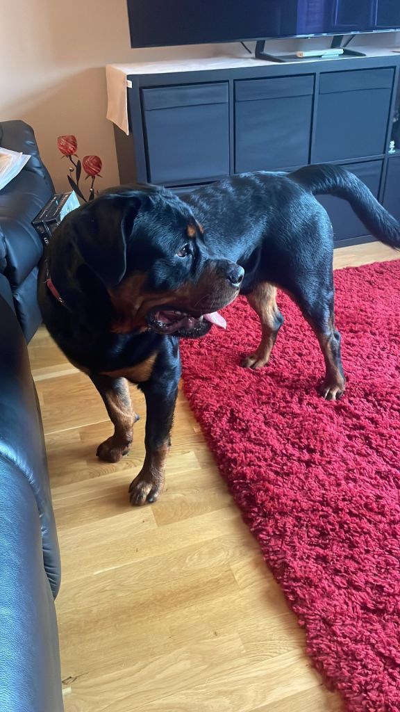10 Month old Male Rottweiler 