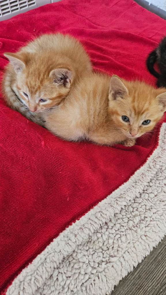 Boys kittens
