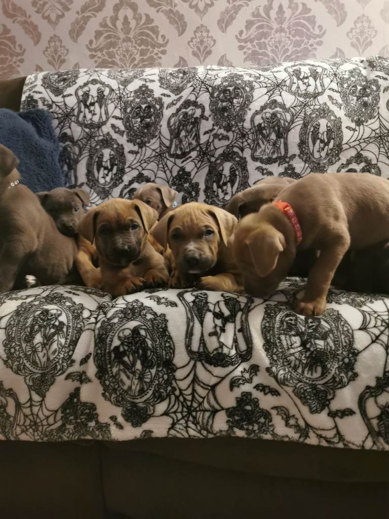 Cane corso puppies