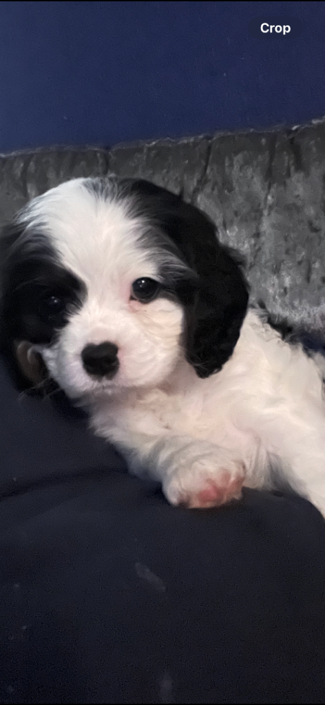 Cavalier king charles female 