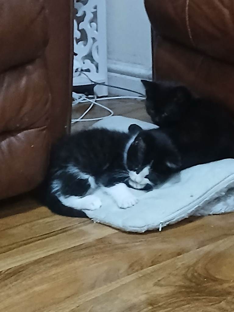 Kittens