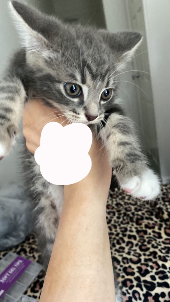 beautiful girl needs a new home