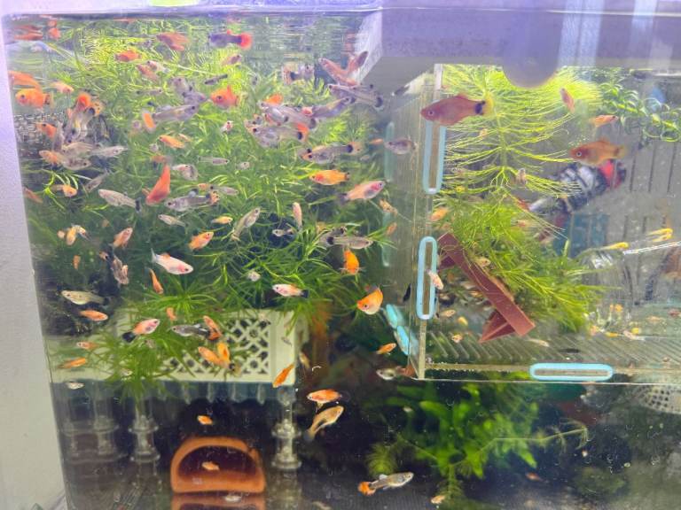 Beautiful small Platy, Guppy,shrimps &Bristlenose Pleco –from home Hobby Tank