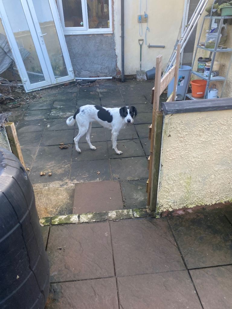 image for Mixed breed