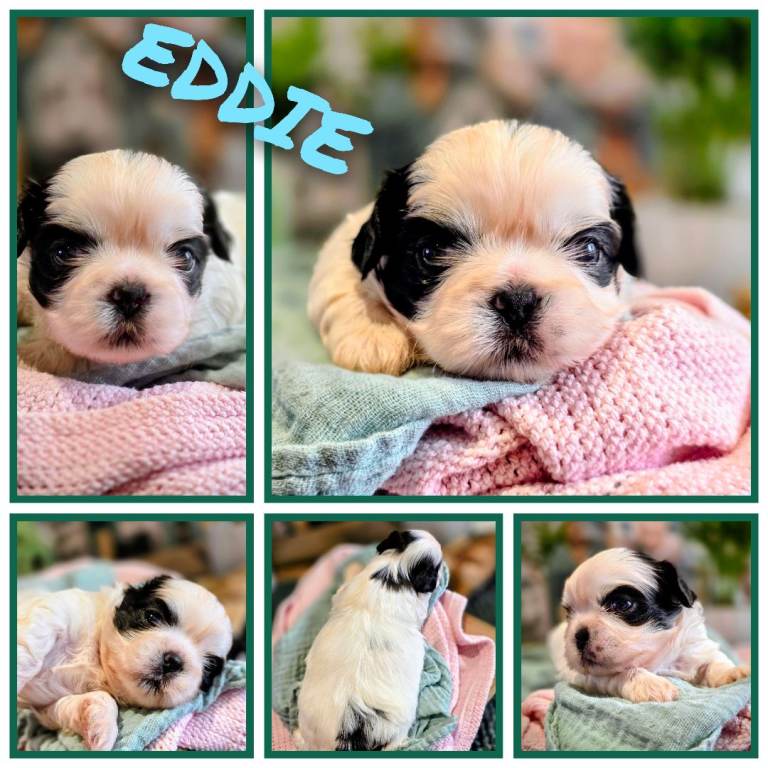 Shih tzu puppies - super cute ❤️ 