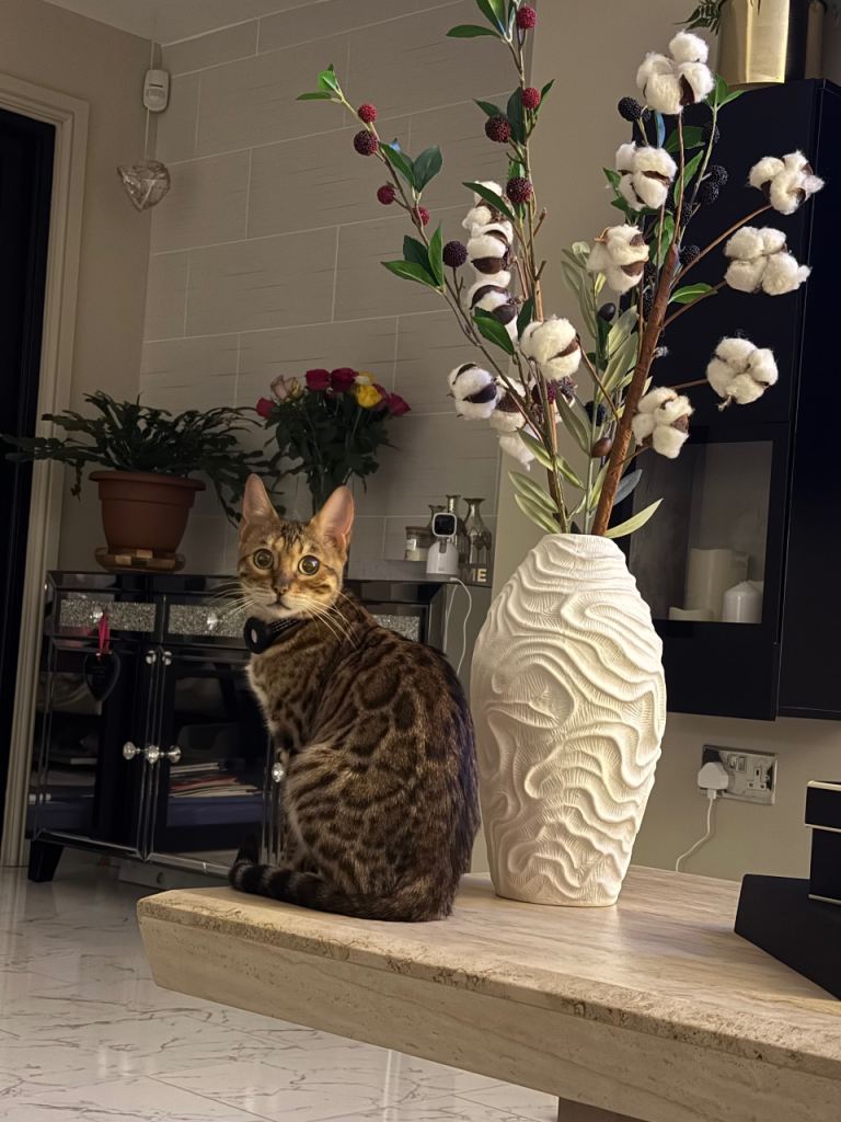 Sad sale Bengal cat