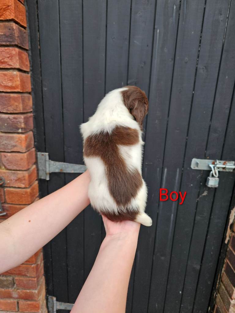 English Springer Spaniel KC Puppies