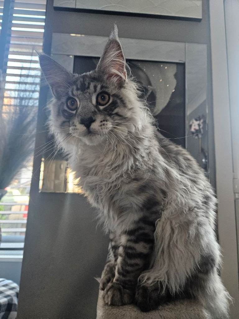Beautiful male main coon kitten for sale