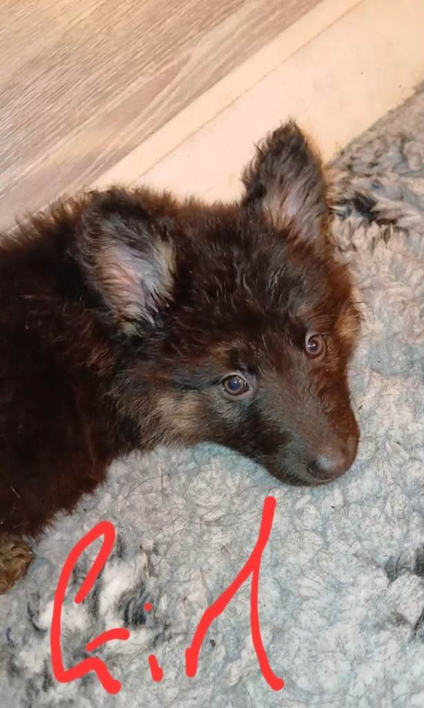 Beautiful fluffy kc reg german shepherd puppies 