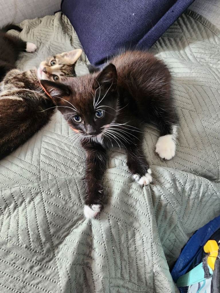 Kittens for  sale