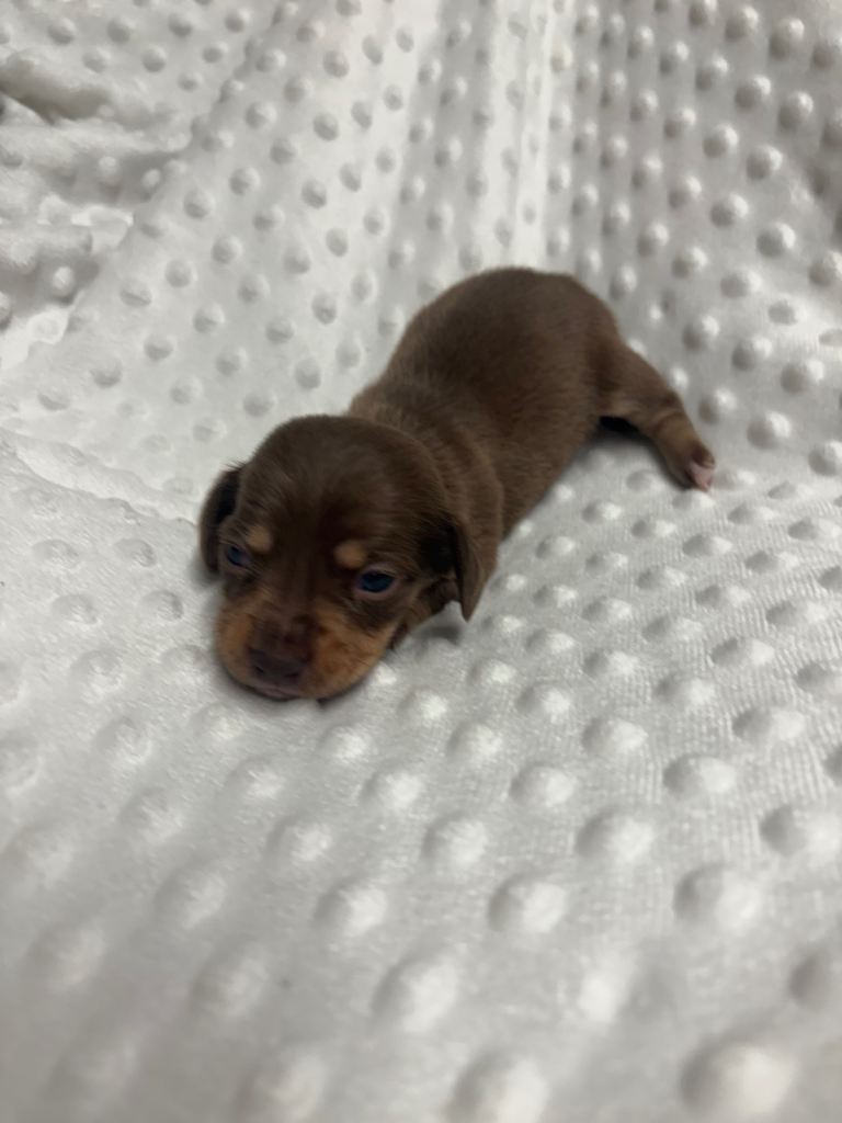 Chiweenie puppies Miniature dachshund x chihuahua choc dapple merle