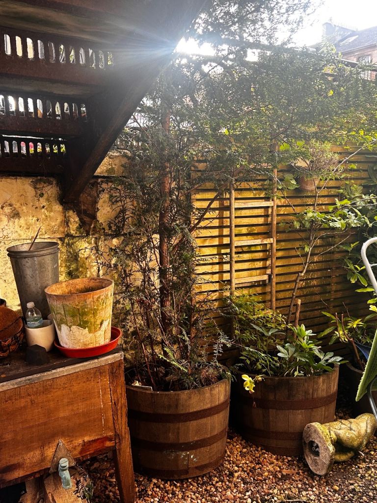 Established Conifer in larghe barrel Pot – Good Condition