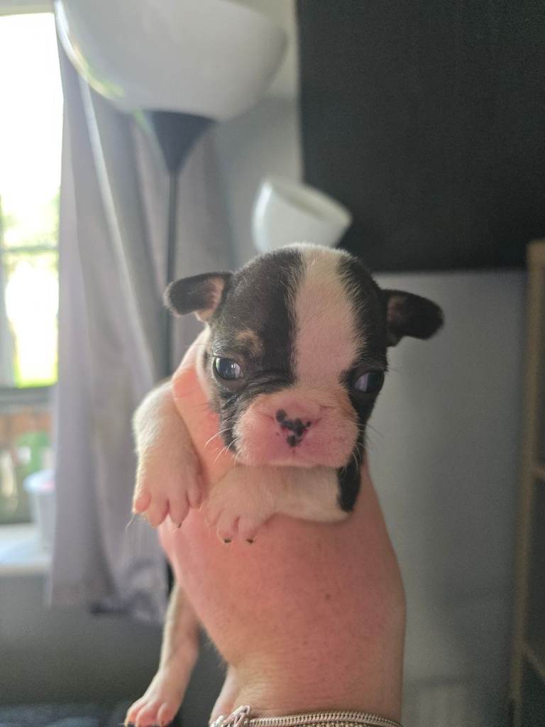 French bulldog puppies