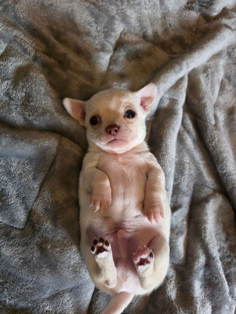 Pedigree registered chihuahua puppies
