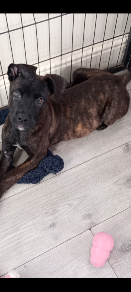 Mastiff cross shepherd pup