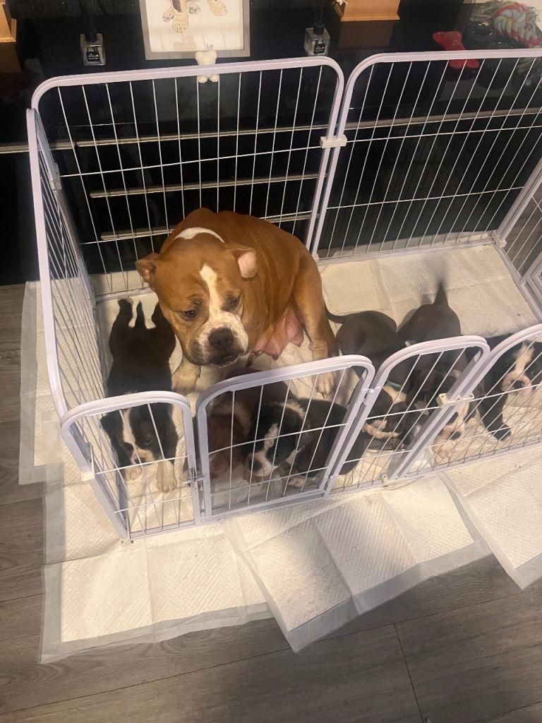 olde english bulldog puppies