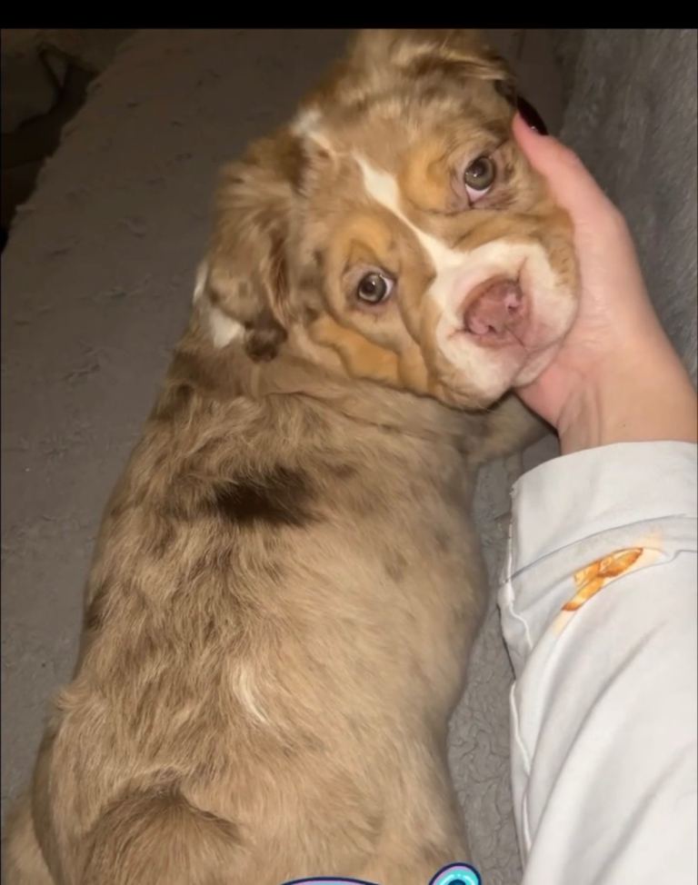 Fluffy Old English bulldog puppy 