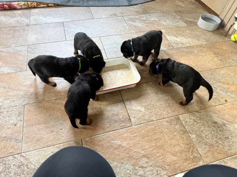 Shepweiller pups
