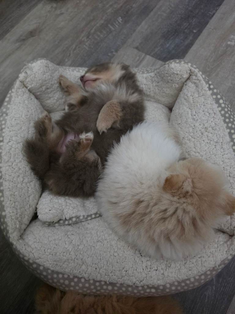 Adorable Pomeranian Puppy - Ready for New Home!