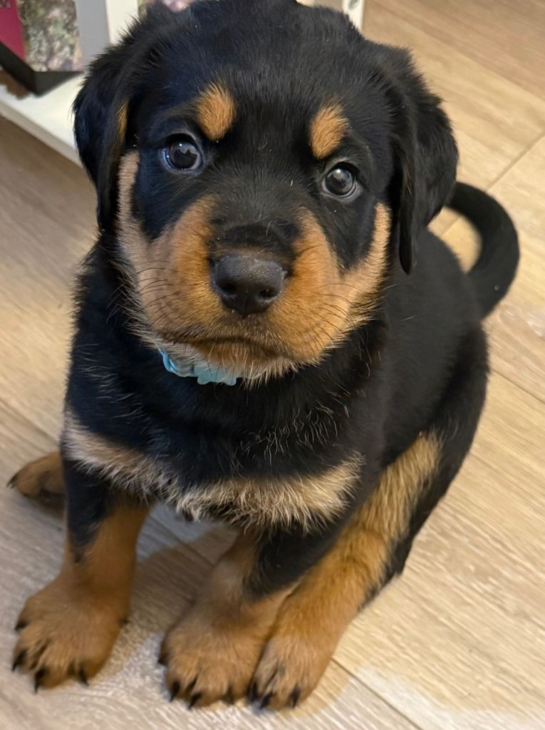 2 gorgeous Rottweiler puppies ready now 