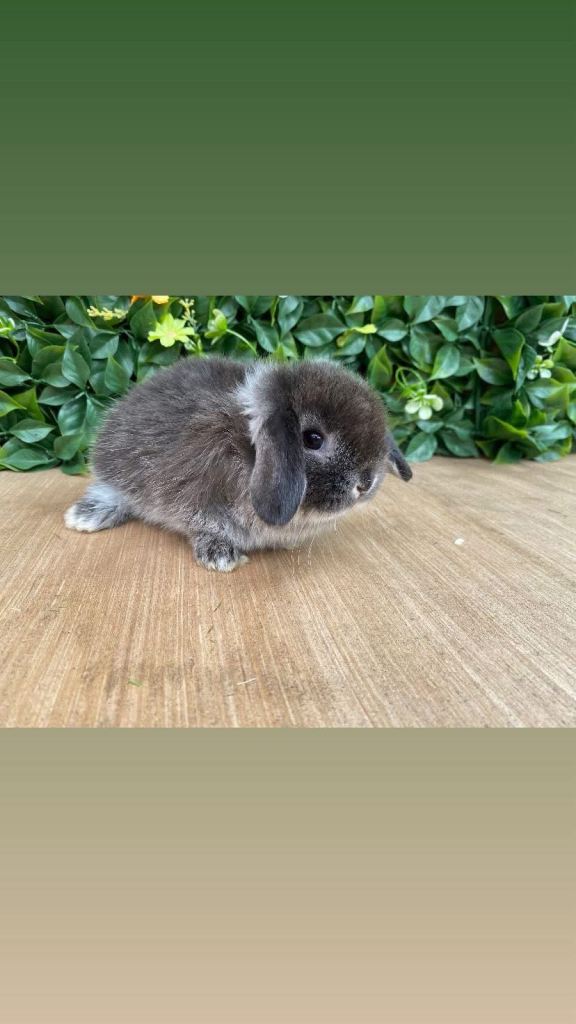 Mini lop buck 