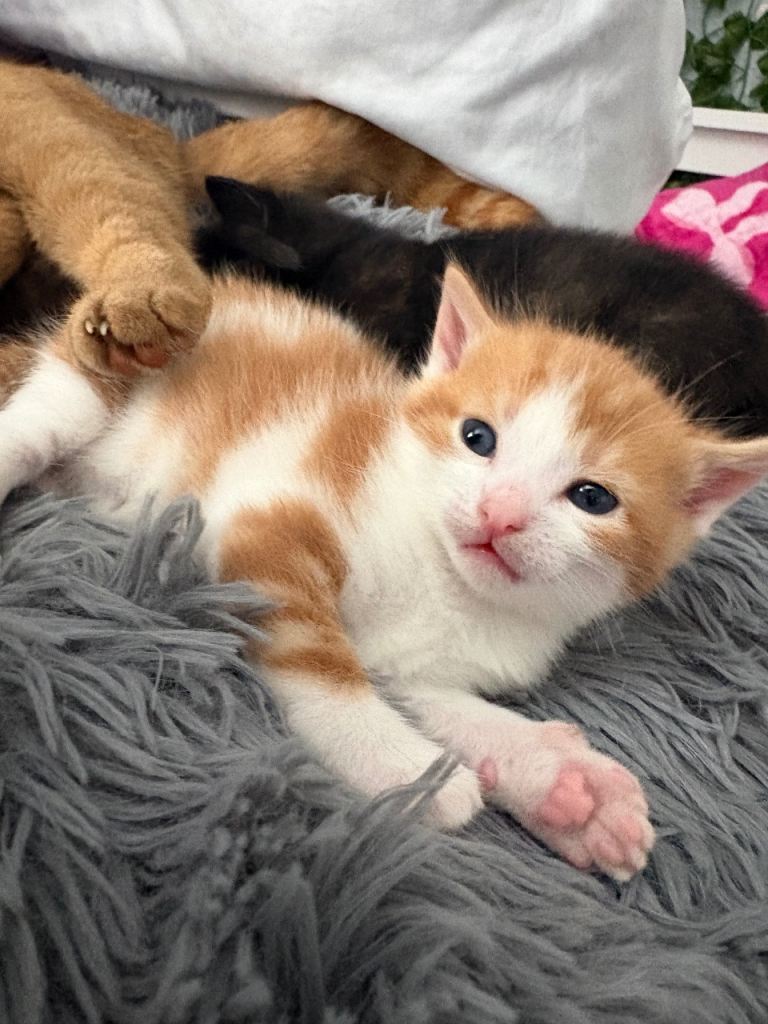 3 kittens ready to leave now , ginger male , 2 female tortoises 