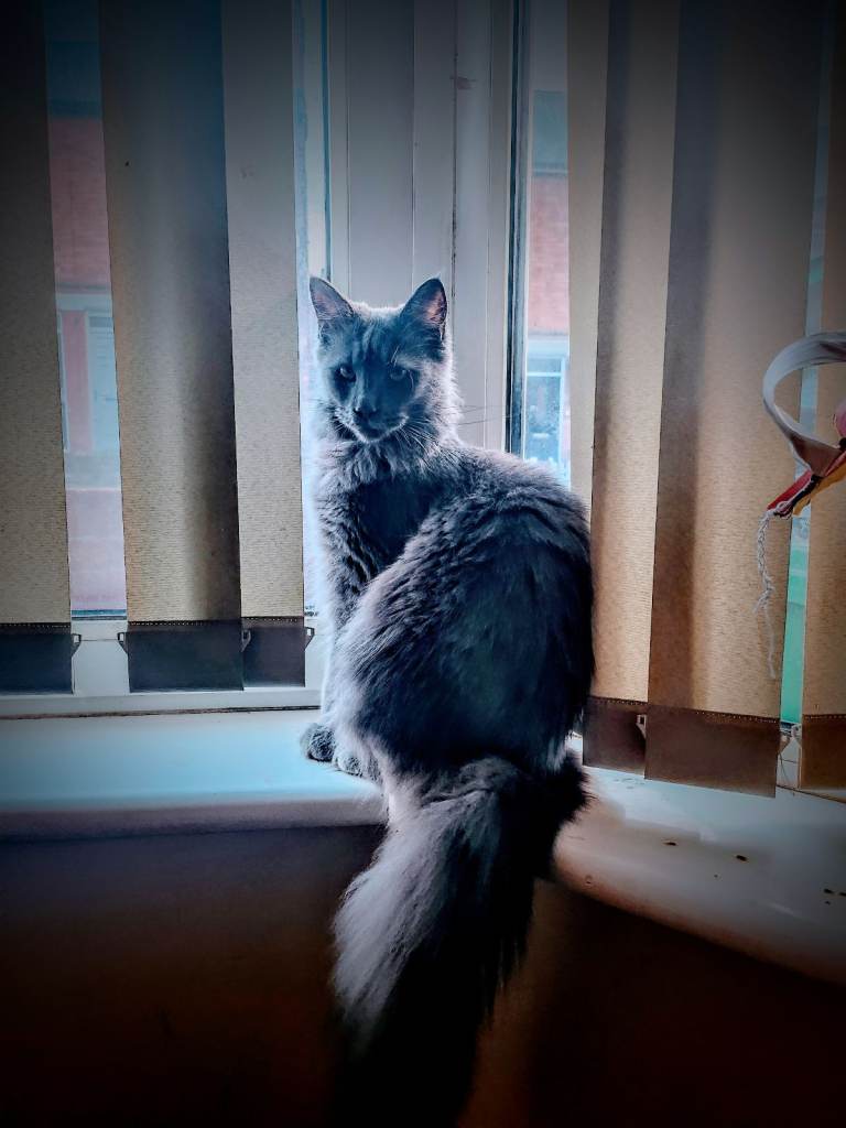 6 Beautiful TICA Registered Maine Coon Kittens – Ready June 10th