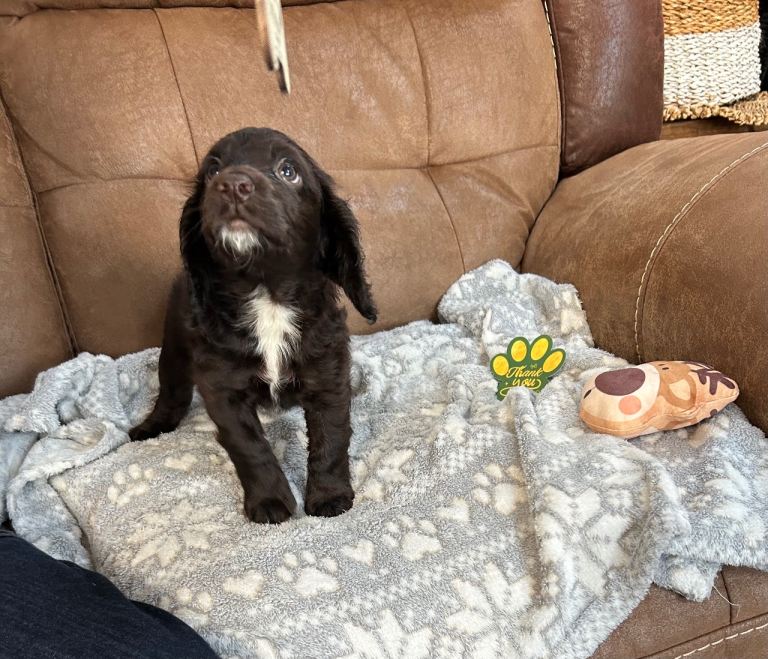 6 English Cocker Spaniel puppies 