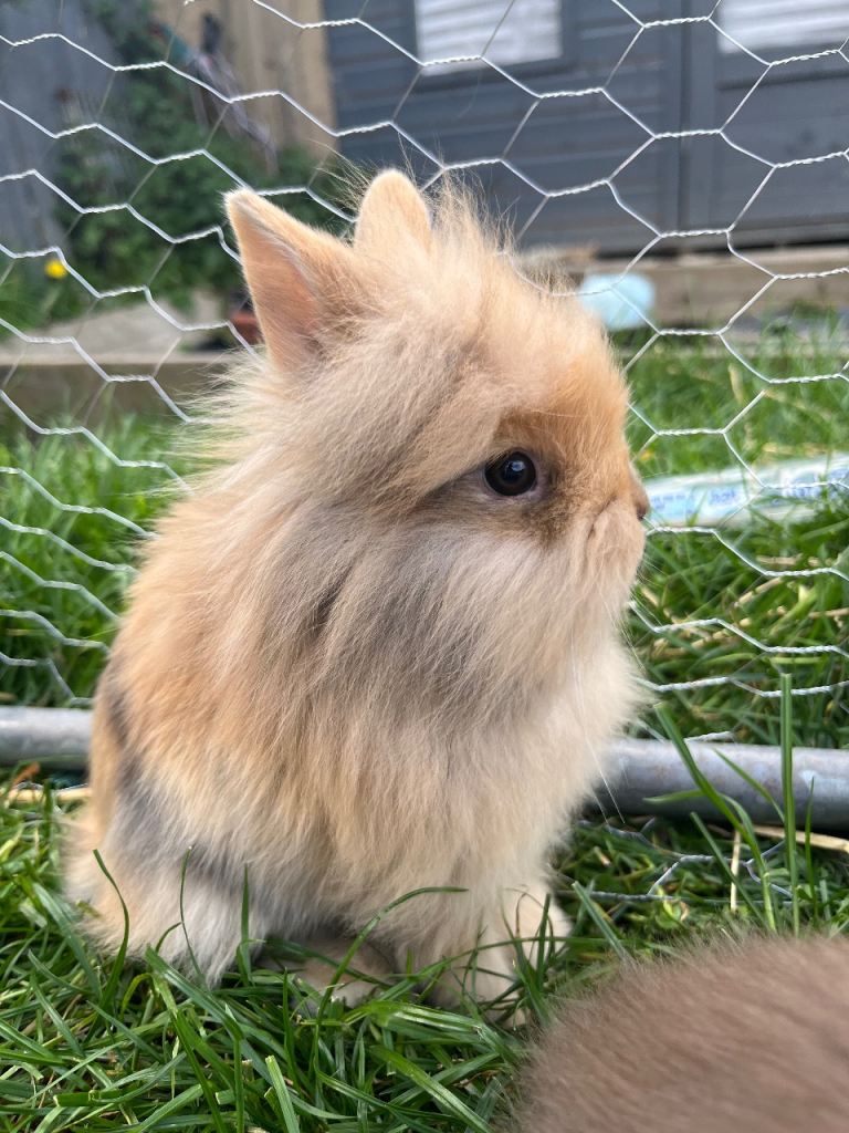 Lionhead rabbits with starter package