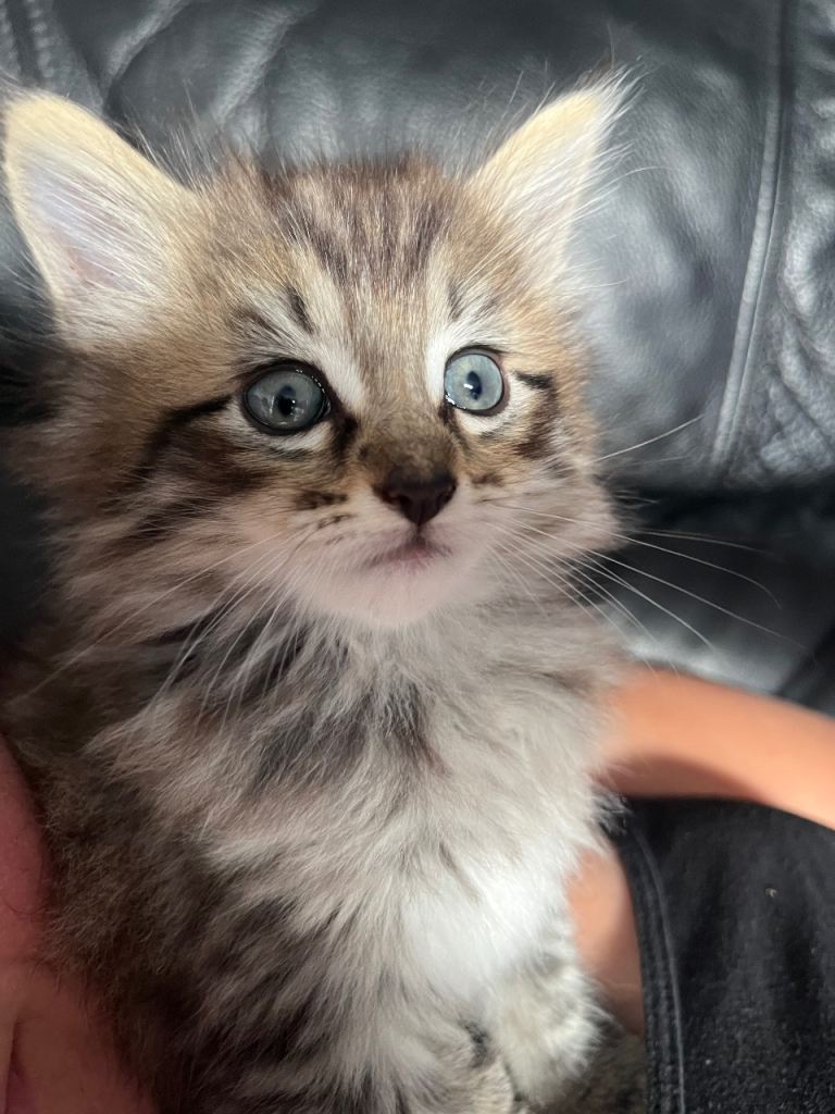 Kitten